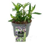 Verbena bonariensis