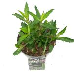 Verbena bonariensis
