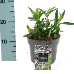 Verbena bonariensis