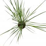 Calamagrostis acut. 'Karl Foerster'