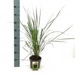 Calamagrostis acut. 'Karl Foerster'