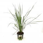 Calamagrostis acut. 'Karl Foerster'