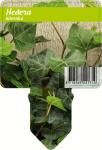Hedera hibernica, 3-5 tak