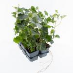 Hedera hibernica, 3-5 tak
