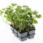 Hedera hibernica, 3-5 tak