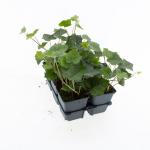Hedera hibernica, 3-5 tak