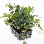 Hedera hibernica, 3-5 tak