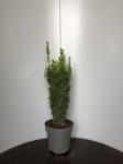 Taxus b. 'David'
