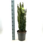 Taxus b. 'David'