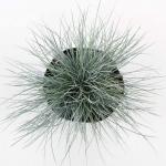 Festuca glauca 'Elijah Blue'