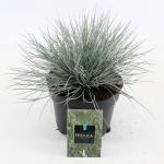 Festuca glauca 'Elijah Blue'