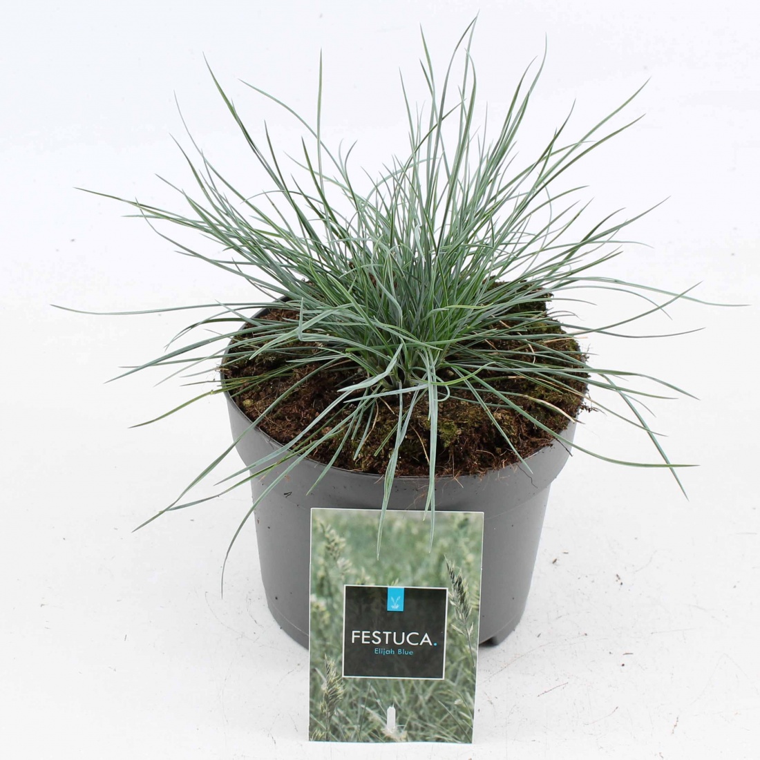 Festuca glauca 'Elijah Blue'