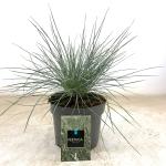 Festuca glauca 'Elijah Blue'