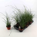 Carex brunnea