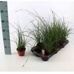 Carex brunnea