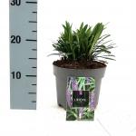 Liriope muscari 'Moneymaker'