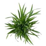 Liriope muscari 'Moneymaker'