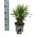 Liriope muscari 'Moneymaker'