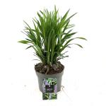 Liriope muscari 'Moneymaker'