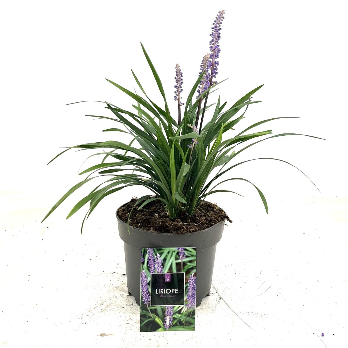 Liriope muscari 'Moneymaker'