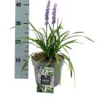 Liriope muscari 'Moneymaker'