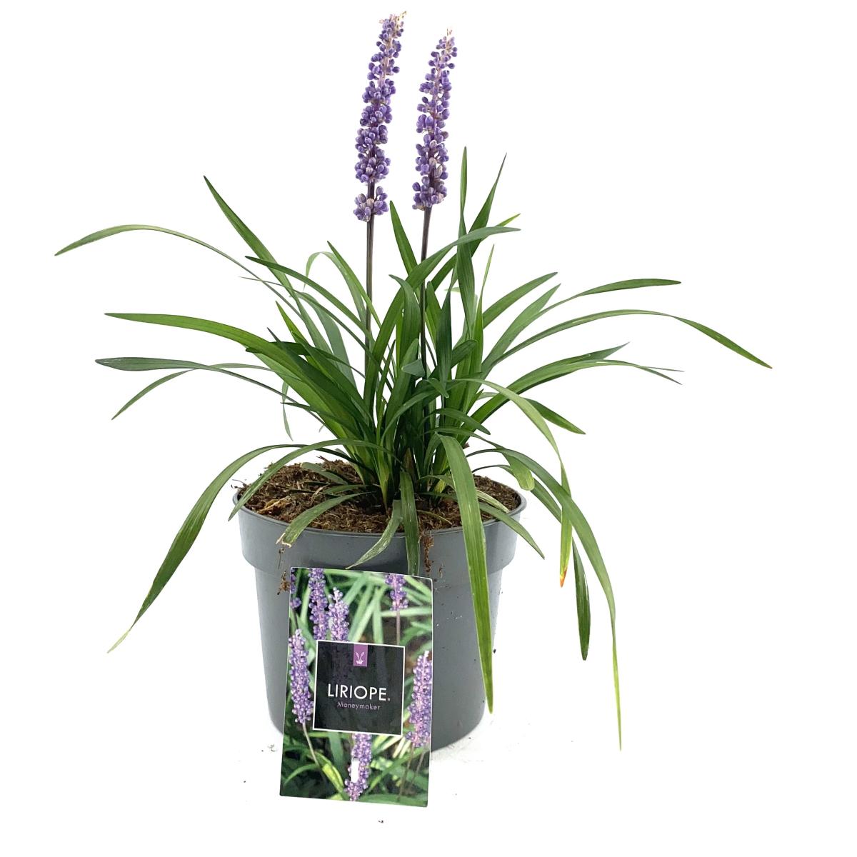 Liriope muscari 'Moneymaker'