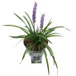 Liriope muscari 'Moneymaker'