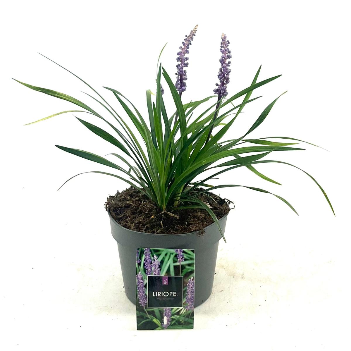 Liriope muscari 'Moneymaker'