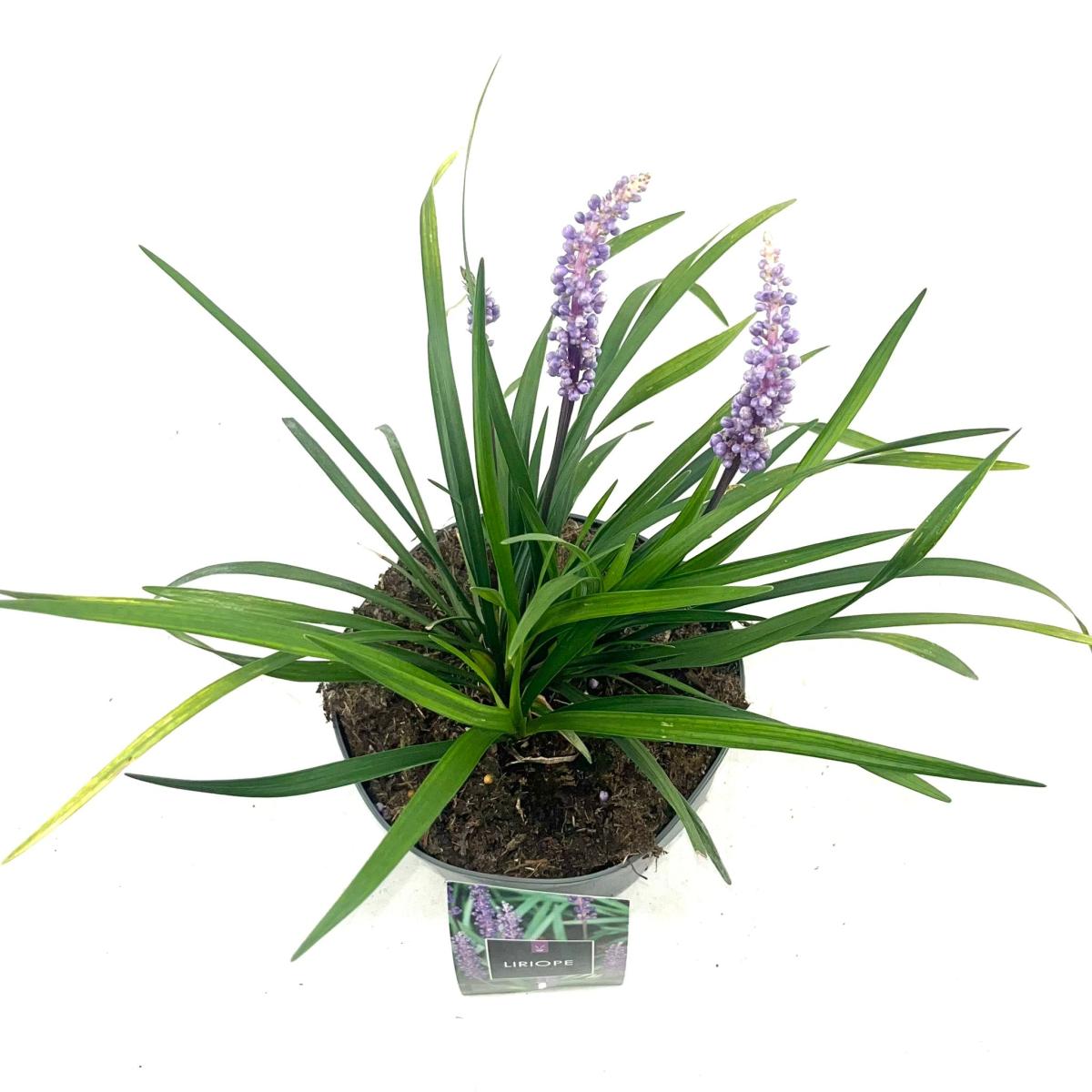 Liriope muscari 'Moneymaker'