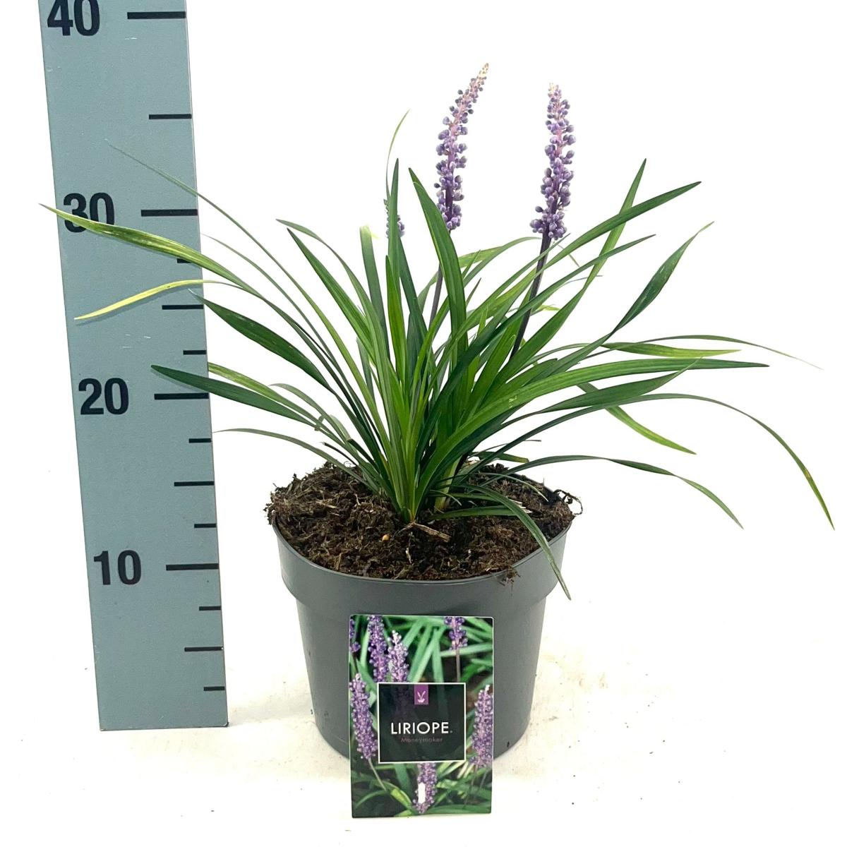 Liriope muscari 'Moneymaker'
