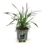 Liriope muscari 'Moneymaker'