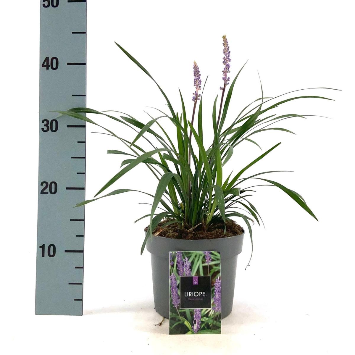 Liriope muscari 'Moneymaker'