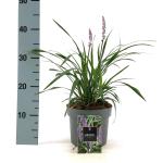Liriope muscari 'Moneymaker'