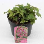 Anemone h. 'Splendens'