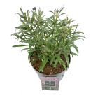 Erysimum 'Bowles' Mauve'