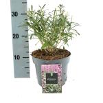 Erysimum 'Bowles' Mauve'