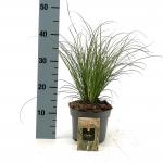 Carex testacea 'Prairie Fire'