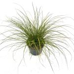 Carex testacea 'Prairie Fire'