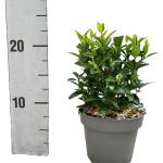 Euonymus jap. 'Green Spire'