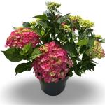 Hydrangea m. 'Leuchtfeuer', rood