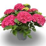 Hydrangea m. 'Leuchtfeuer', rood