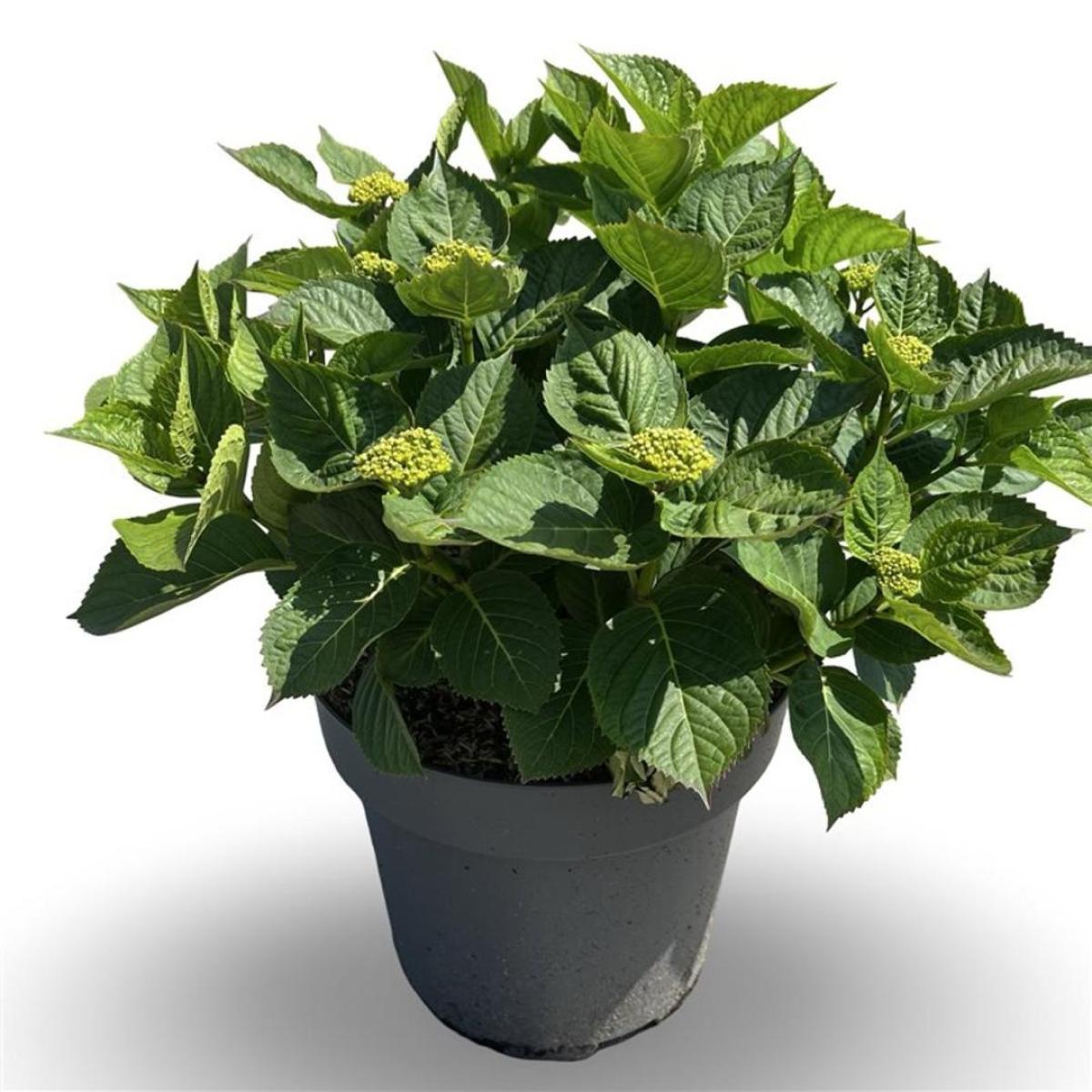 Hydrangea m. 'Leuchtfeuer', rood
