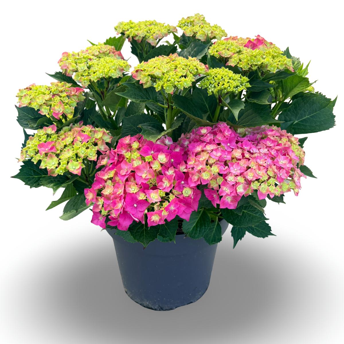 Hydrangea m. 'Leuchtfeuer', rood