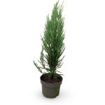 Juniperus s. 'Blue Arrow'