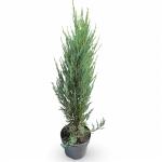 Juniperus s. 'Blue Arrow'
