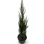 Juniperus s. 'Blue Arrow'
