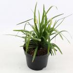 Liriope muscari 'Monroe White'