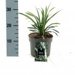 Liriope muscari 'Monroe White'