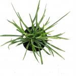 Liriope muscari 'Monroe White'