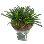 Liriope muscari 'Monroe White'